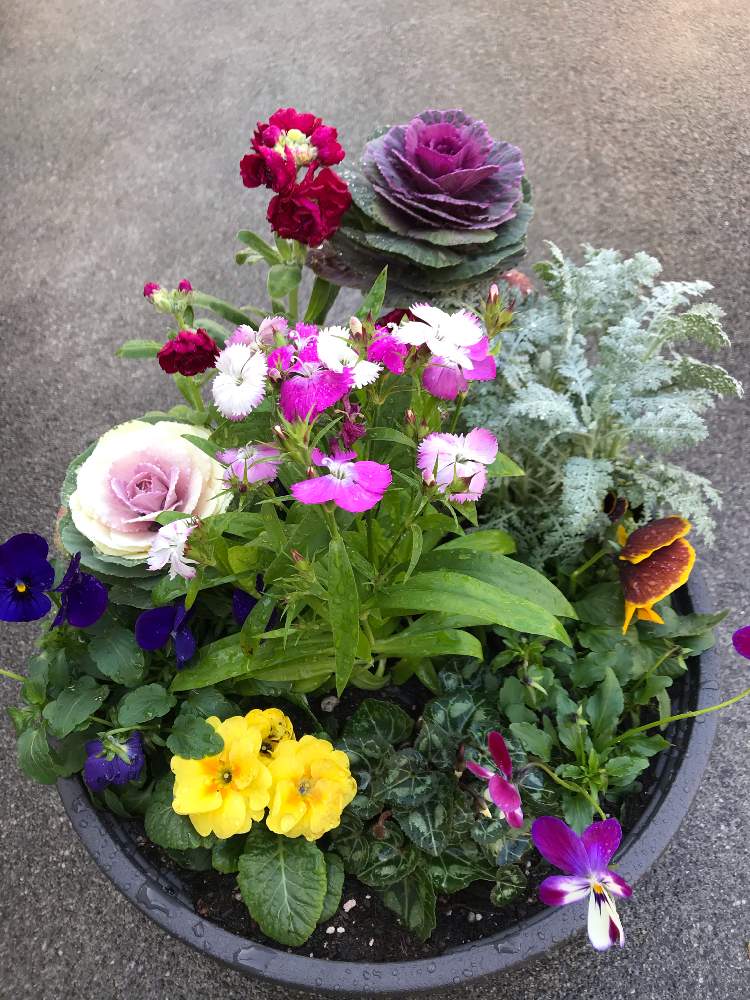 の画像 by ヒロコni nさん | フラワーアレンジ♪と緑のある暮らしとお迎えしたお花たちと癒しの草花と花のある暮らしと元気をくれる草花
