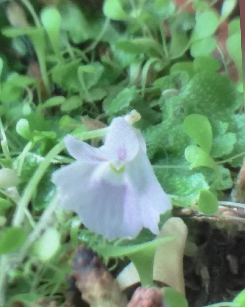 窓辺の画像 by ◎蘭菊◎さん | 窓辺とウサギゴケと青花ウサギゴケと食虫植物とGS映えとおうち園芸と植中毒と北海道からと花のある暮らし