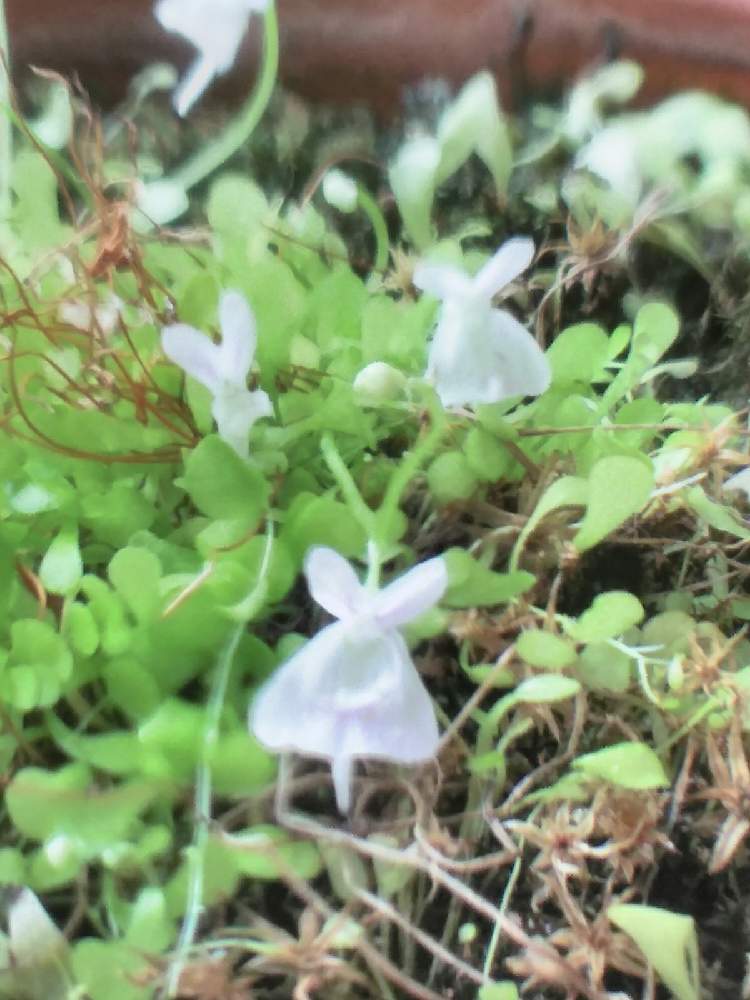 窓辺の画像 by ◎蘭菊◎さん | 窓辺とウサギゴケと白花ウサギゴケと食虫植物とGS映えとおうち園芸と植中毒と北海道からと花のある暮らし