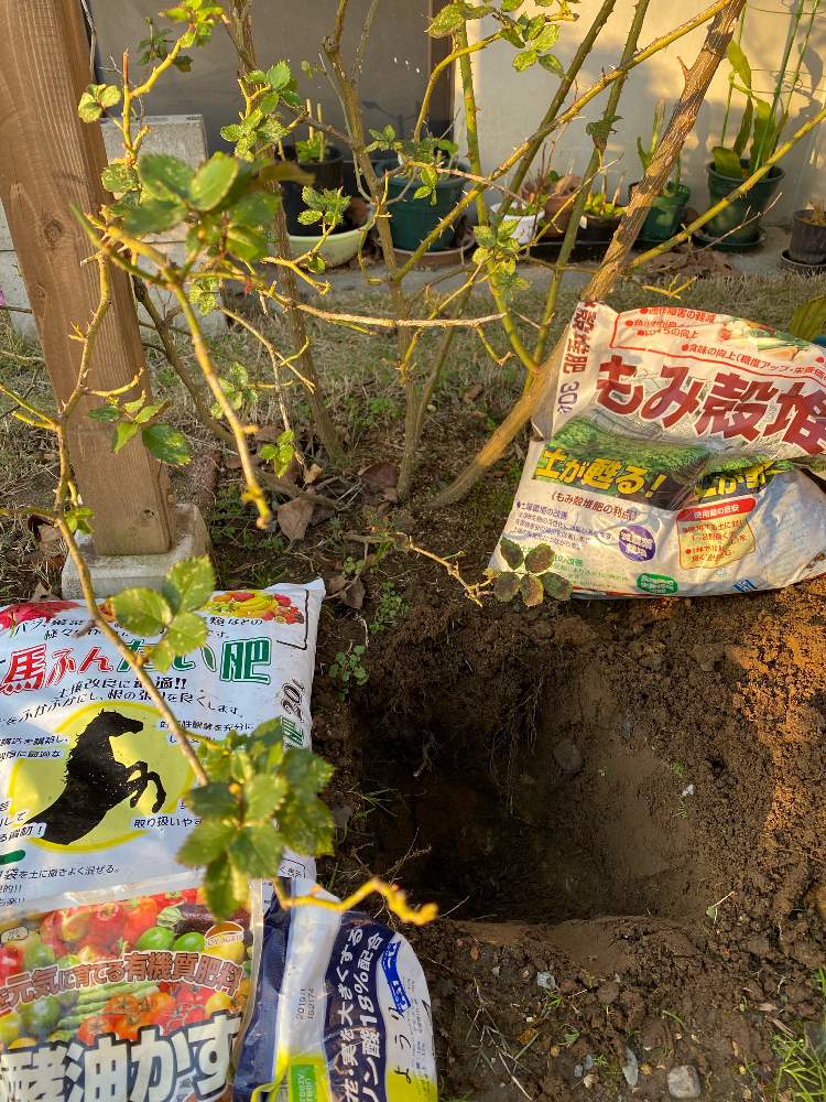 小さな庭の画像 by ネイビーさん | 小さな庭とばら バラ 薔薇とバラ・ピエールドゥロンサールとバラのある暮らしと寒肥とおうち園芸と新潟とバラの地植え
