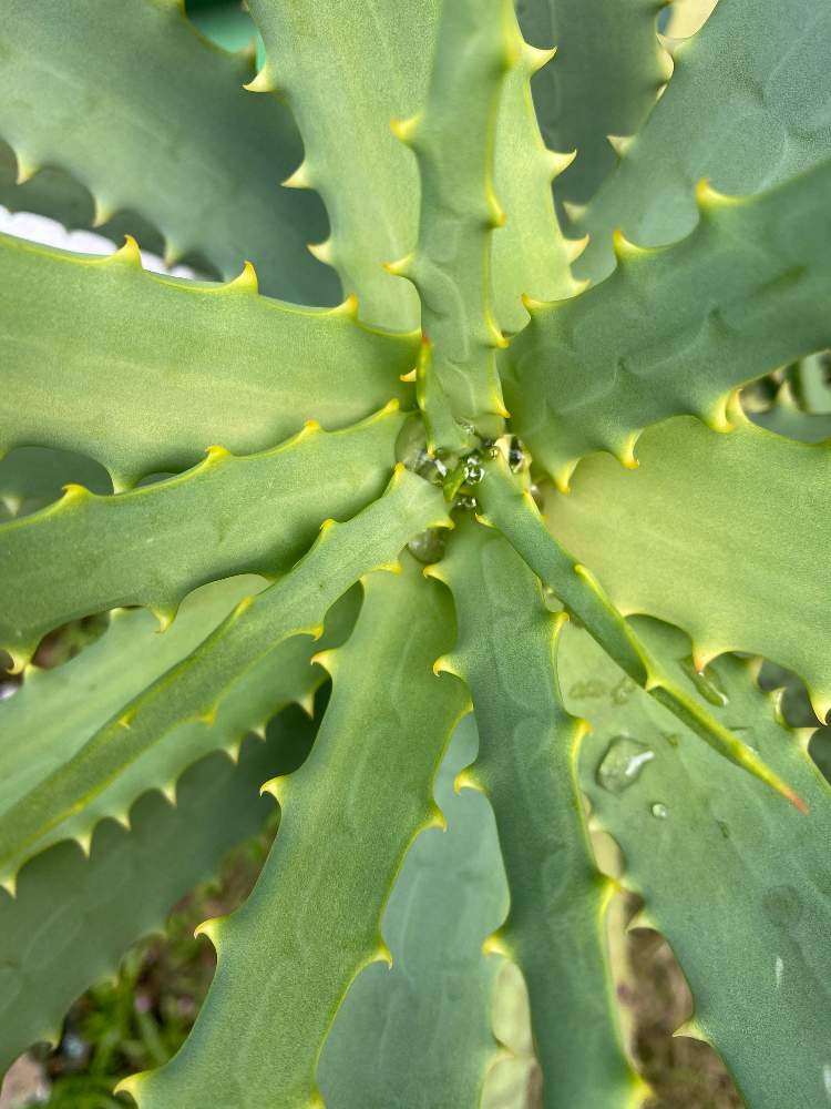 お出かけ先の画像 by 拓海さん | お出かけ先と多肉植物と植物のある暮らしと多肉とワンコと植物散策といいねと多肉植物のある暮らしとワンコと散歩。とアロエさんと雨の雫と散歩中