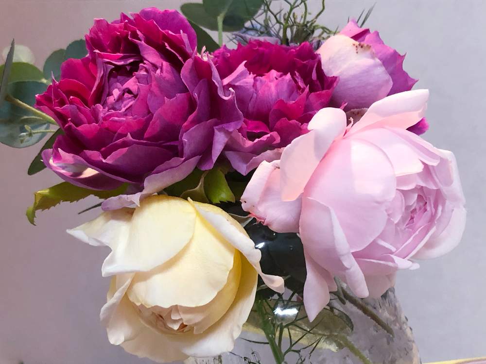 部屋の画像 by メグさん | 部屋とシェラザード バラとばら バラ 薔薇と薔薇愛同盟といつもありがとう♡と癒しと薔薇のある暮らし♡とおうち園芸と頑張ってと綺麗と森のがっこうと薔薇ナエマと小さな幸せ♡といい香りと可愛いとりくほたるとGSでバラ園と花のある暮らしとお花のある生活と薔薇♪とYUMIKO印