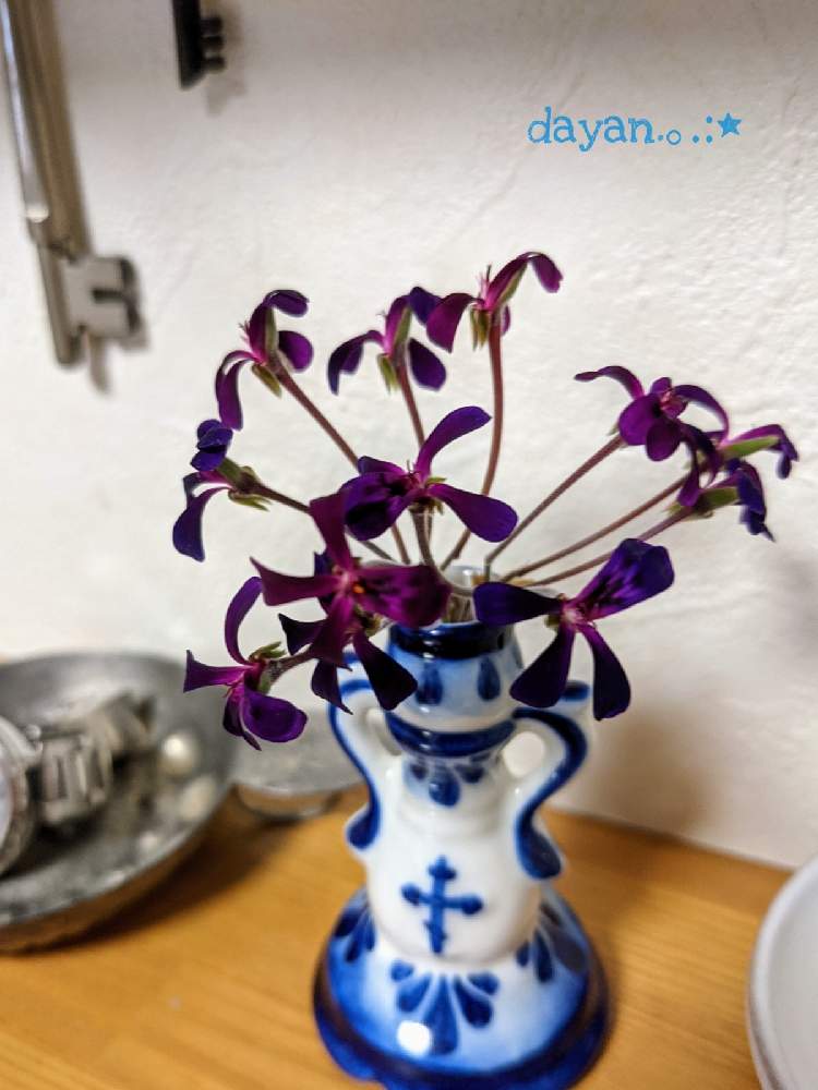 部屋の画像 by dayanさん | 部屋とペラルゴニウム・シドイデスとペラルゴニウムとピンクの花と北海道とナチュラルスタイルと大人かわいい♪とお気に入りの器や花瓶と植物