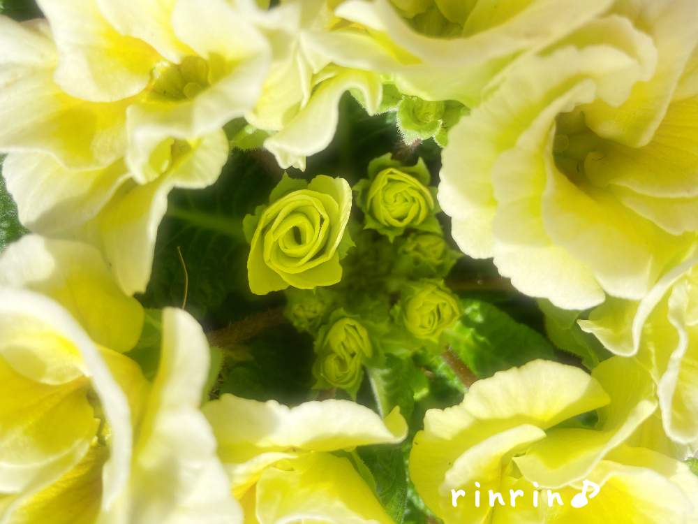 の画像 by rinrin♪さん | プリムラとバラ咲きジュリアン マスカットのジュレとバラ咲きジュリアンとプリムラ ジュリアンとぐるぐるとぐるぐるぅ〜とリースとフレッシュリースとフラワーリース