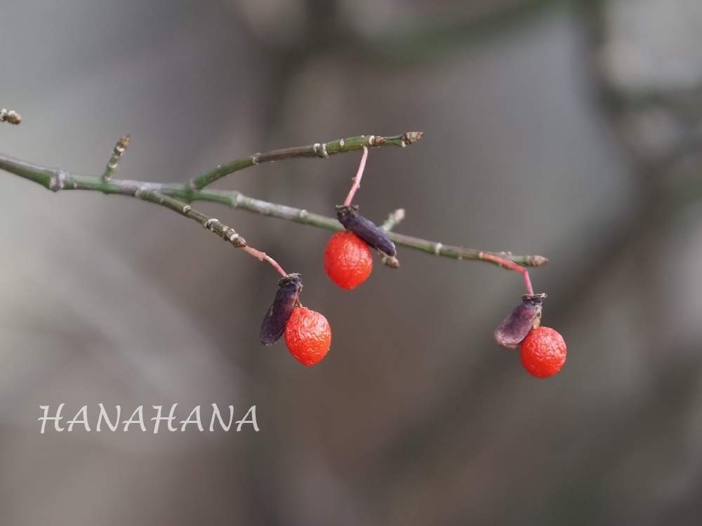 の画像 by HANAHANAさん | ニシキギと北海道と豊平公園と野の花と木のみ、草の実