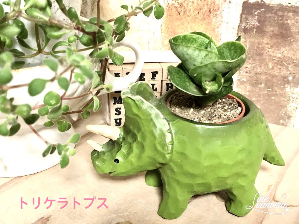 部屋の画像 by 花Taeさん | 部屋と山形と観葉植物とおうち園芸と室内鑑賞とトリケラトプス鉢と花のある暮らし