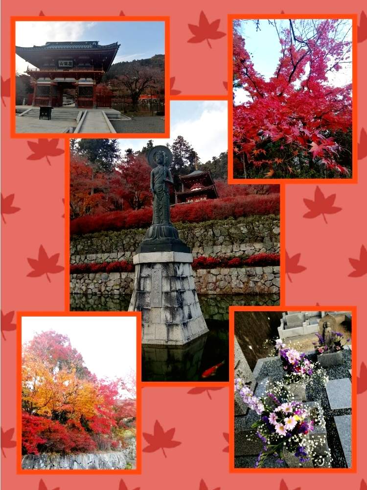お出かけ先の画像 by ✨花鳥風月堂✨さん | お出かけ先と箕面市と勝尾寺と紅葉(こうよう)と西国三十三所と墓参り