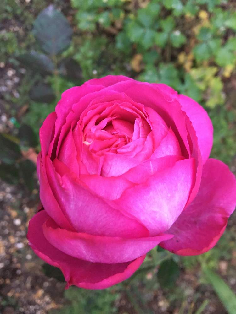 小さな庭の画像 by クサガメかめこさん | 小さな庭とイブ ピアッチェとばら バラ 薔薇とおうち園芸
