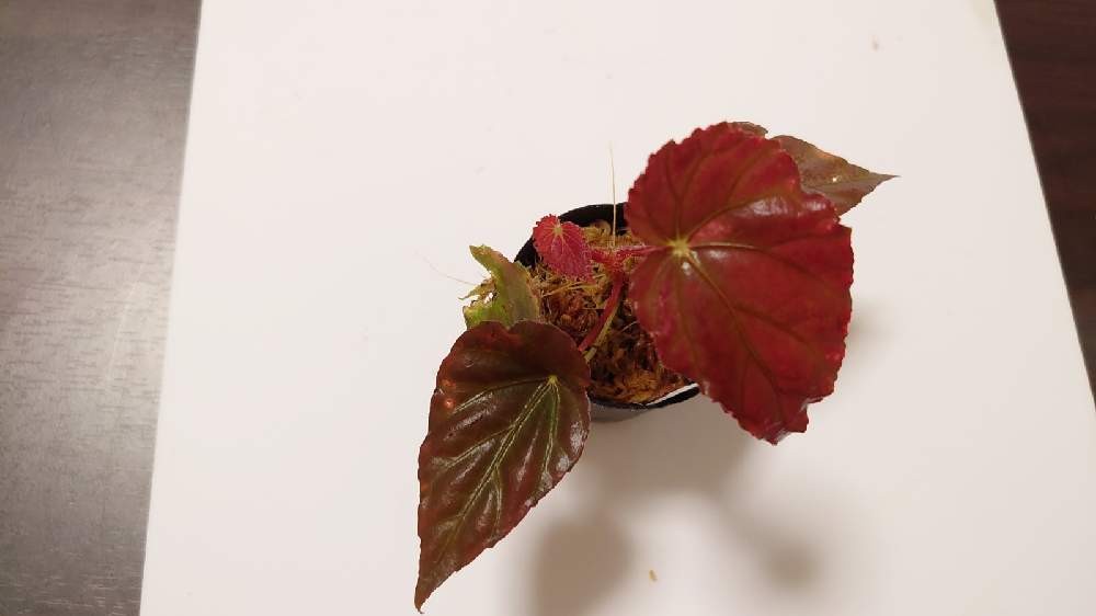 部屋の画像 by Begochanさん | 部屋とベゴニア・パボニナとBegonia pavoninaと観葉植物とテラリウムプランツと植物男子と観葉植物男子とジメジメ植物好きとわが家の観葉植物❢とベゴニア好きと繋がりたいと水槽で育てる植物とおうち園芸とビバリウムプランツと水槽菜園とベゴニア好き男子とパルダリウムプランツとジメジメ植物男子
