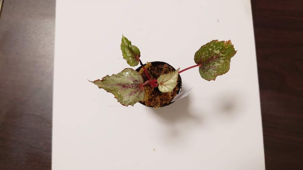 部屋の画像 by Begochanさん | 部屋とレックスベゴニアとベゴニア ニューヨークとBegonia 'New york'と観葉植物とテラリウムプランツと植物男子と観葉植物男子とジメジメ植物好きとわが家の観葉植物❢とベゴニア好きと繋がりたいと水槽で育てる植物とおうち園芸とビバリウムプランツと水槽菜園とベゴニア好き男子とパルダリウムプランツとジメジメ植物男子