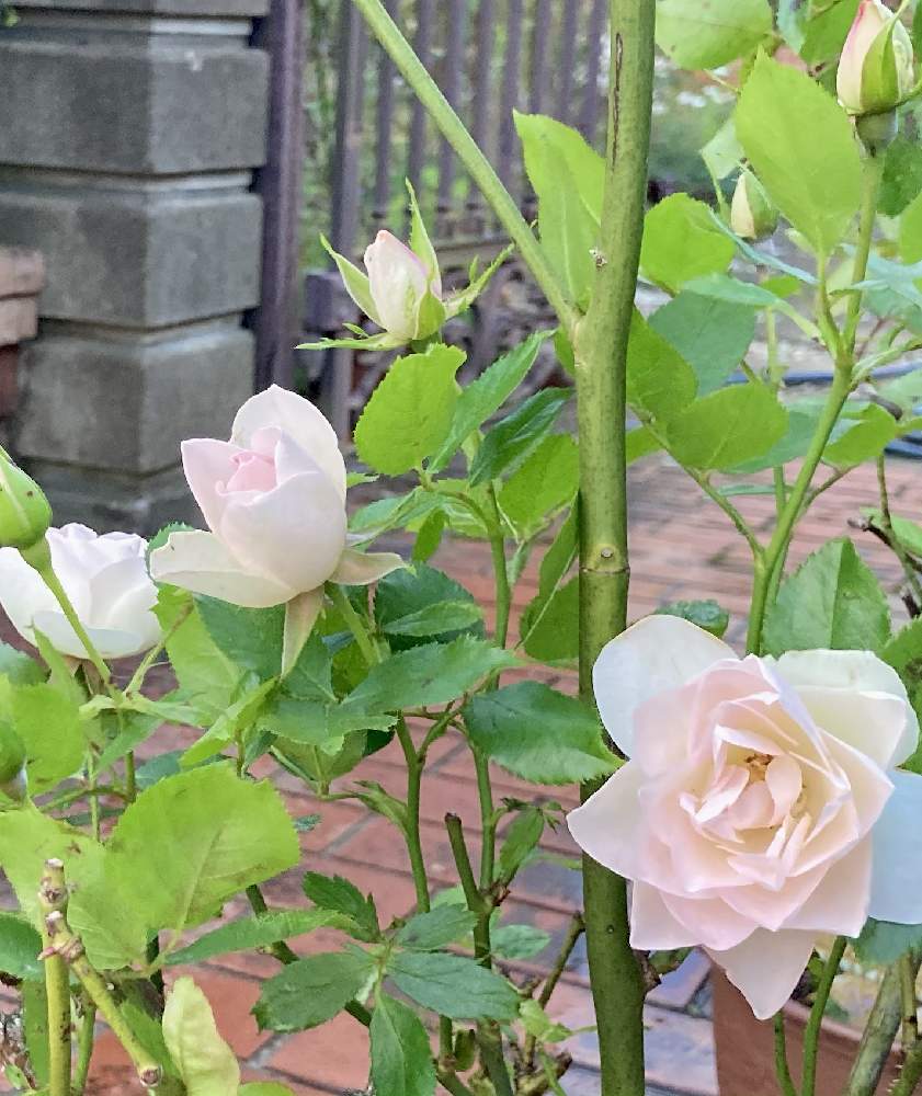 小さな庭の画像 by レイニーブルーさん | 小さな庭とHTCとキュンキュン乙女倶楽部とばら バラ 薔薇と薔薇愛同盟と水曜ローズショーとバラのある暮らしと薔薇が好き❤と2020RainyBlueGardenバラとGSでバラ園と花のある暮らしと薔薇♪と花が好きとバラを楽しむと優しい気持ち