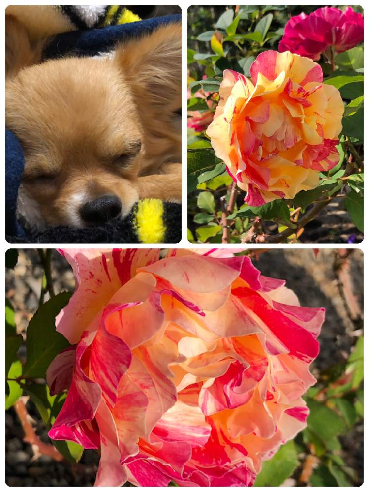 小さな庭の画像 by メグさん | 小さな庭とモーリス・ユトリロとばら バラ 薔薇と薔薇愛同盟といつもありがとう♡と癒しと薔薇のある暮らし♡とおうち園芸とカープ❤️と頑張ってと綺麗と森のがっこうと小さな幸せ♡と可愛いとGSでバラ園と花のある暮らしとお花のある生活と薔薇♪