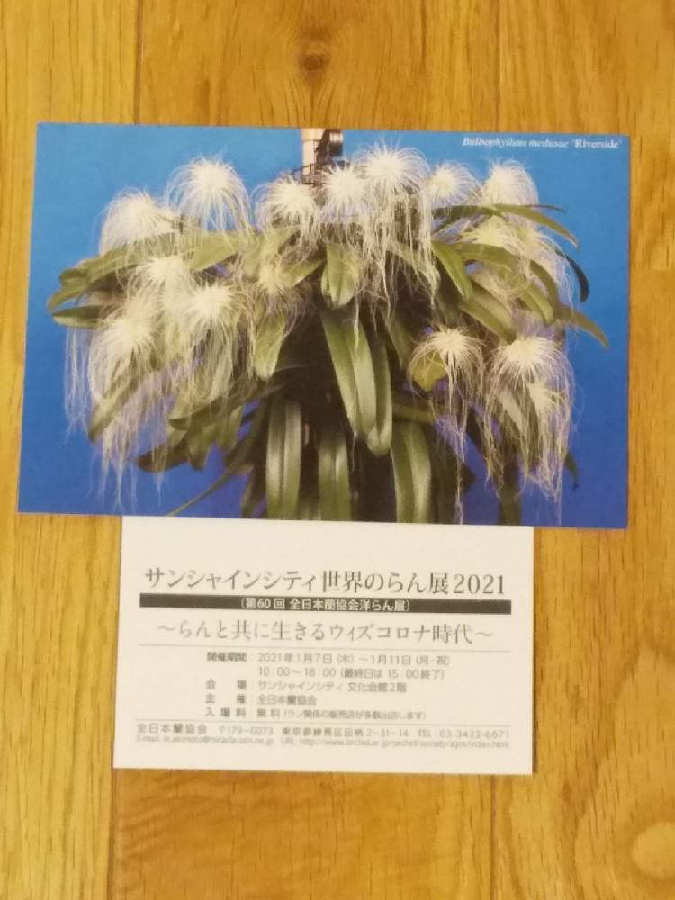 お出かけ先の画像 by やまはる園芸さん | お出かけ先と洋蘭とやまはる園芸とバルボフィラムとCoel.とファレノプシス属とカトレア交配種とセロジネとお誘いとcattleyaと植中毒と洋蘭広め隊と着生蘭と洋ランと単茎種とDen.とシンビジュウムとマキシラリア属と洋らん展とデンドロビウム属とCoelogyneとDendrobium