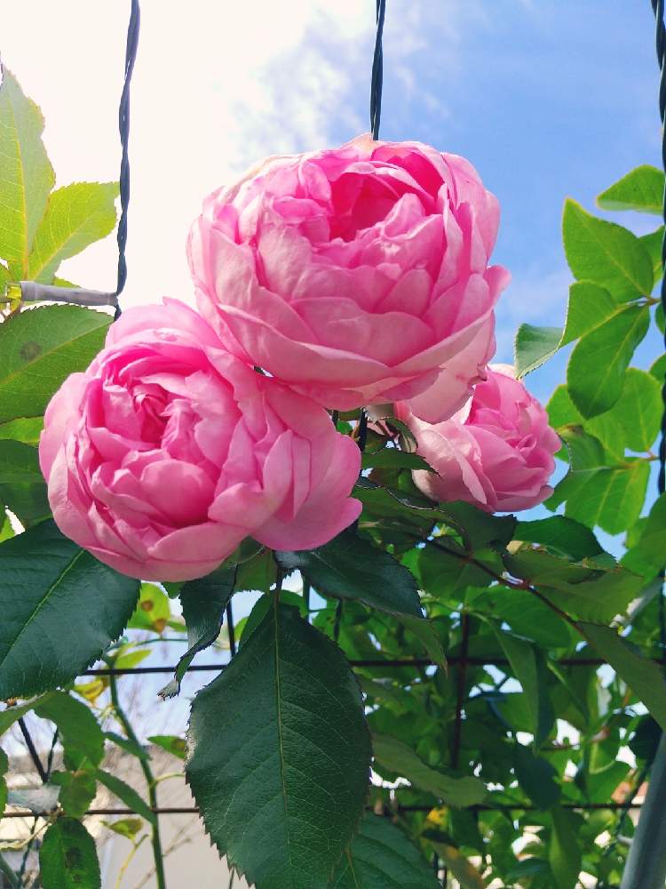 の画像 by えいきち×GARDENさん | 第1の庭【薔薇エリア】とトゲトゲとutmeと露地植えとGS永ちゃん部とバラ・ピエールドゥロンサールと庭づくりとユニクロutmeと本日撮影分と地植え