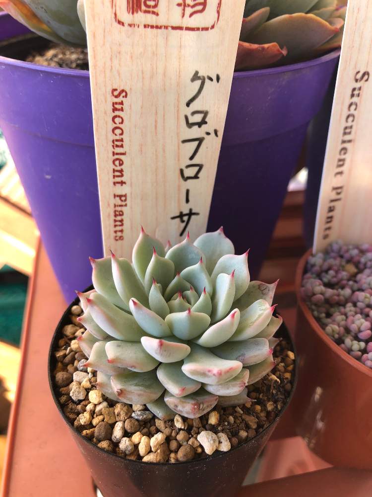 アプローチの画像 by hippo potamasさん | アプローチとグロブローサと多肉植物と多肉男子とgreen gardenとおうち園芸とbotanical lifeと花のある暮らし