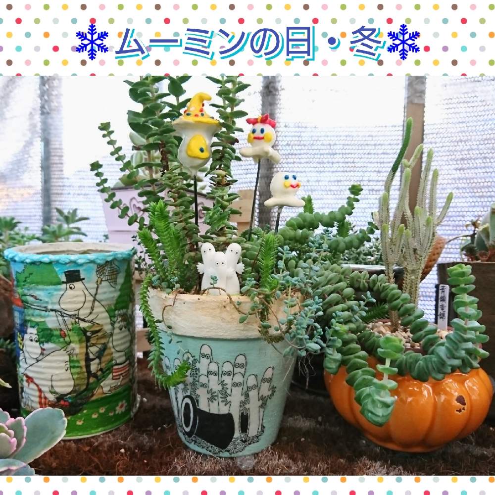 バルコニー/ベランダの画像 by のりっぺさん | バルコニー/ベランダとクラッスラ 珠々姫とクラッスラ 青鎖竜とクラッスラ 青鎖竜錦と素敵便♥️と今を乗切るぞ!とharu.kさんのニョロニョロお鉢♥️とyubaraさんのお鉢♥️と多肉ちゃん初心者とムーミンの日・冬とそろそろ冬かにゃ…と楽しい園芸o(^o^)oとバルコニストとムーミンの日