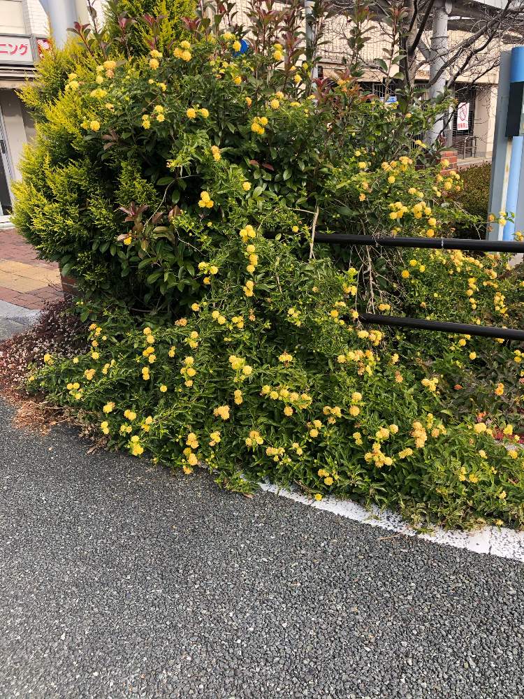 の画像 by ga-さん | ランタナと元気になって!とコロナウイルスの終息を願う!と医療関係者に感謝とGreenが好きと私応援してますから〜(o^^o)と❤️ありがとうございます❤️とyellow my boom‼︎と観察してまーすと被災地にエールを…。とイエロー・マジック
