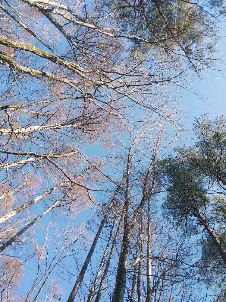 の画像 by パトリシアさん | 白樺、唐松、赤松、小楢などと短歌