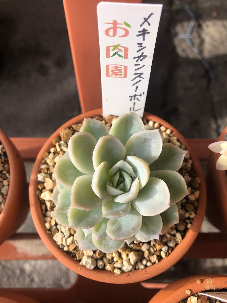 アプローチの画像 by hippo potamasさん | アプローチとメキシカンスノーボールと多肉植物と多肉男子とgreen gardenとおうち園芸とbotanical lifeと花のある暮らし