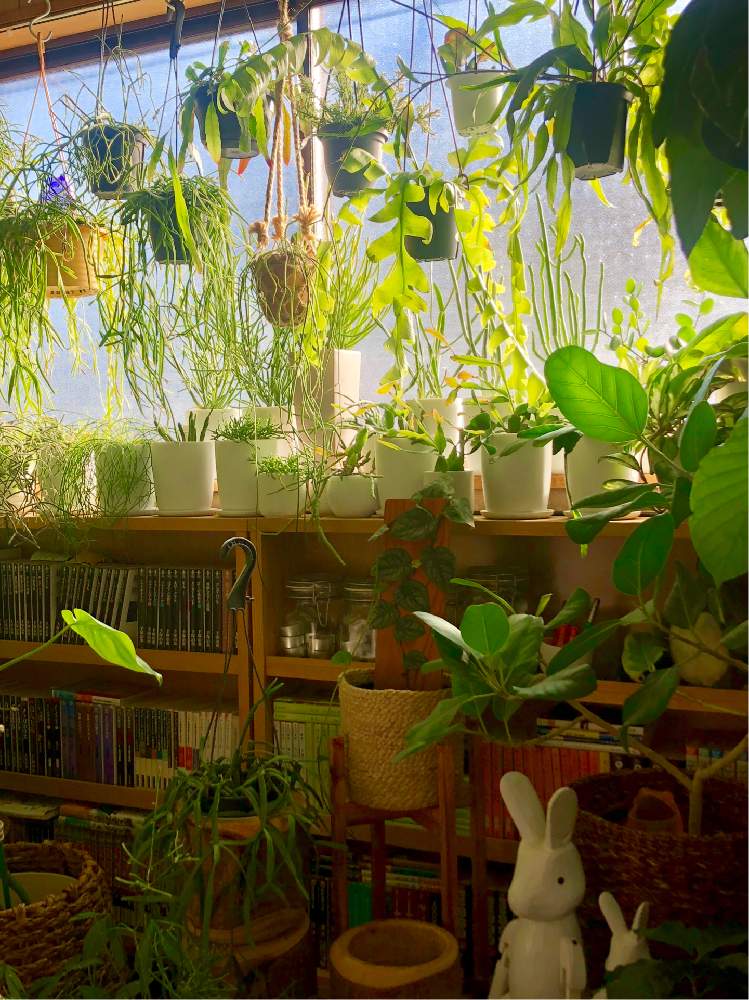 寝室の画像 by meguさん | 寝室とインドアグリーンと多肉植物とサボテン科とインテリアガーデンと観葉植物と南側の窓とボタニカルライフと葉っぱと森林性サボテンと緑のある暮らしと今日イチ可愛い植物とリプサリス属とお部屋ガーデンとユーフォルビアとインテリアグリーンとエピフィラム属とインドアガーデン