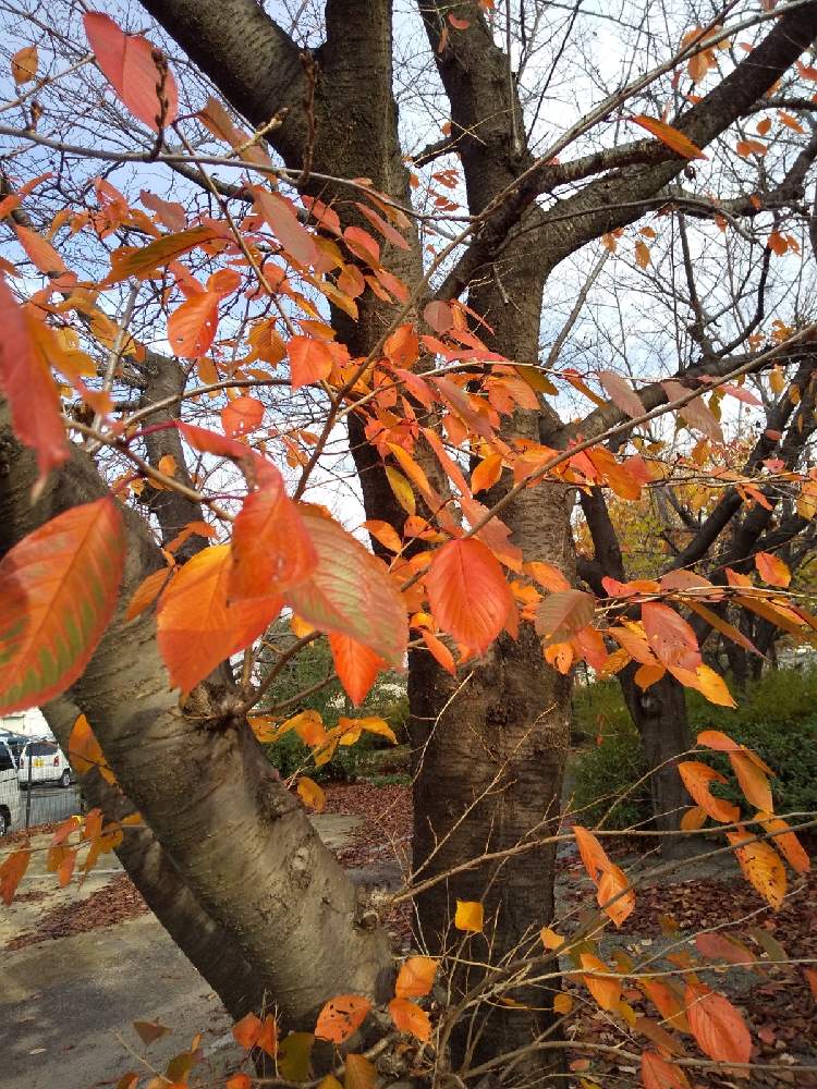 お出かけ先の画像 by じゅんさん | お出かけ先と飛騨市の皆さんにエールを♪と桜の木の紅葉とコロナに負けるな!といやし♡と医療関係者に感謝‼️と自然の美と九州の皆さんにエールを♪と頑張ろう日本❣️と頑張れ❗️日本と㊗️PONJIさんコンテスト受賞