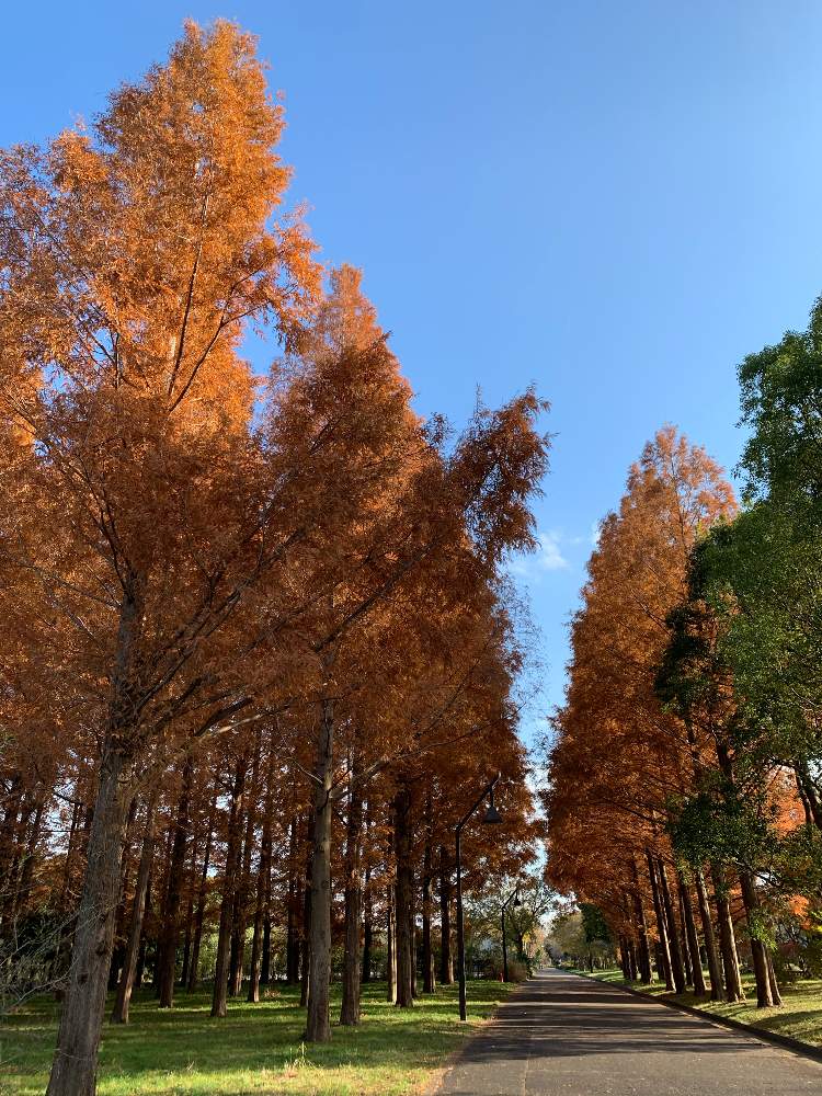 お出かけ先の画像 by ママ子さん | お出かけ先とメタセコイアとはっぱを楽しむと水元公園と冬のボタニカルライフ