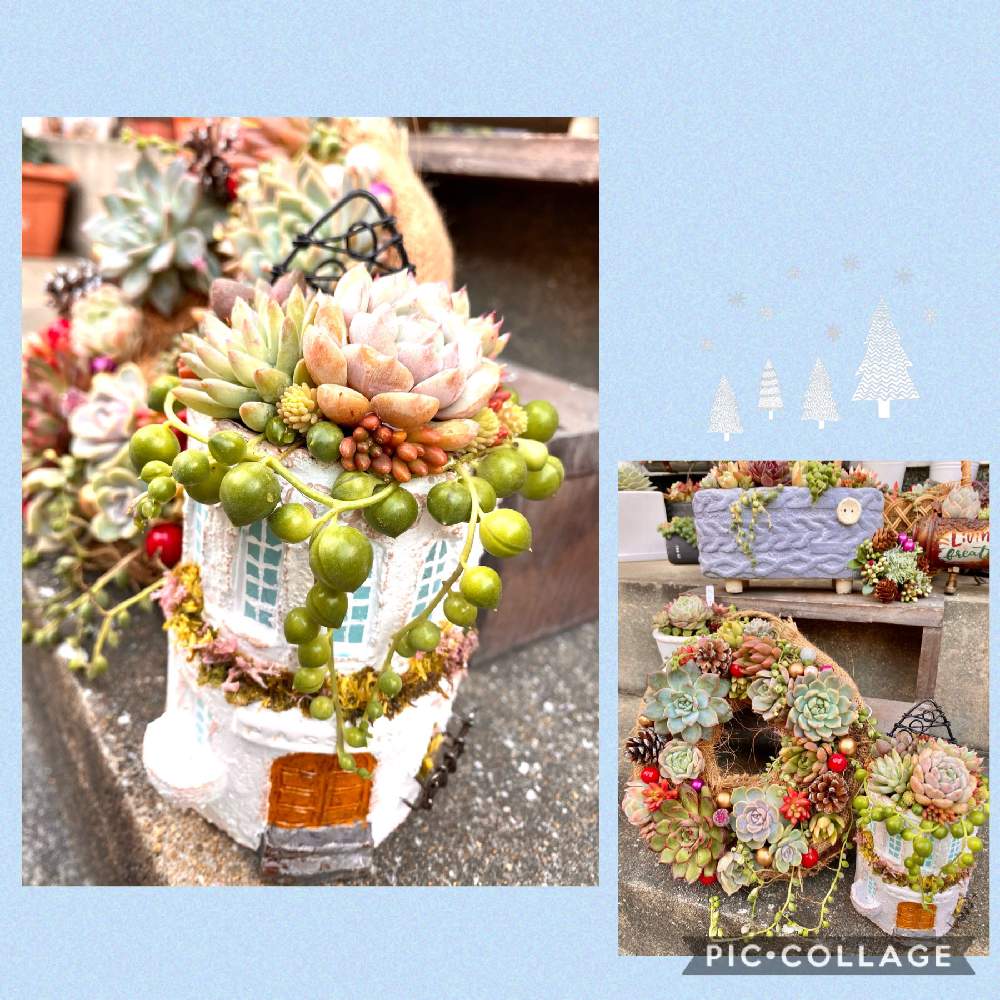 小さな庭の画像 by なっちゃんさん | 小さな庭と 多肉寄せ植えとパサージュリメ缶と緑に囲まれてとボタニカルライフとワサワサとモリモリとセダムセット希望と87s factoryと多肉女子とセダム好きと紅葉多肉と元気の源と真っ赤とカワイイ葉っぱと大きく育てたいといやされると1,000万枚突破とエケベリア★と多肉寄せ植えと多肉鉢植え苗ケース希望と多肉大好き❤️とクリスマスとぷくぷく多肉
