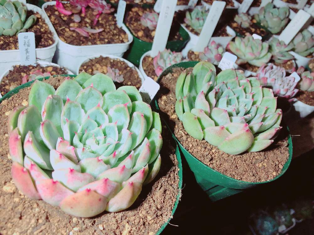 の画像 by ぬーさん | 多肉植物とメモと#自己満日記と多肉小屋と自然にお任せと大いに自己満とおうち園芸と初心者日記とタニ友募集と愚痴でごめんなさいと雑談と多肉生活と大いに自己満