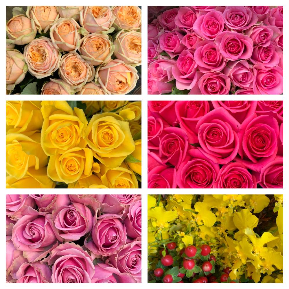 の画像 by かずさん | 薔薇 バニラカタリナと薔薇 ピンクアバランチェと薔薇アマニと薔薇 スイートユニークと薔薇 ピンクレディブルと素敵な薔薇のある暮らしとロザリアン★*と薔薇有機栽培と癒しとお花大好き✨とレッスン用と花のある暮らし