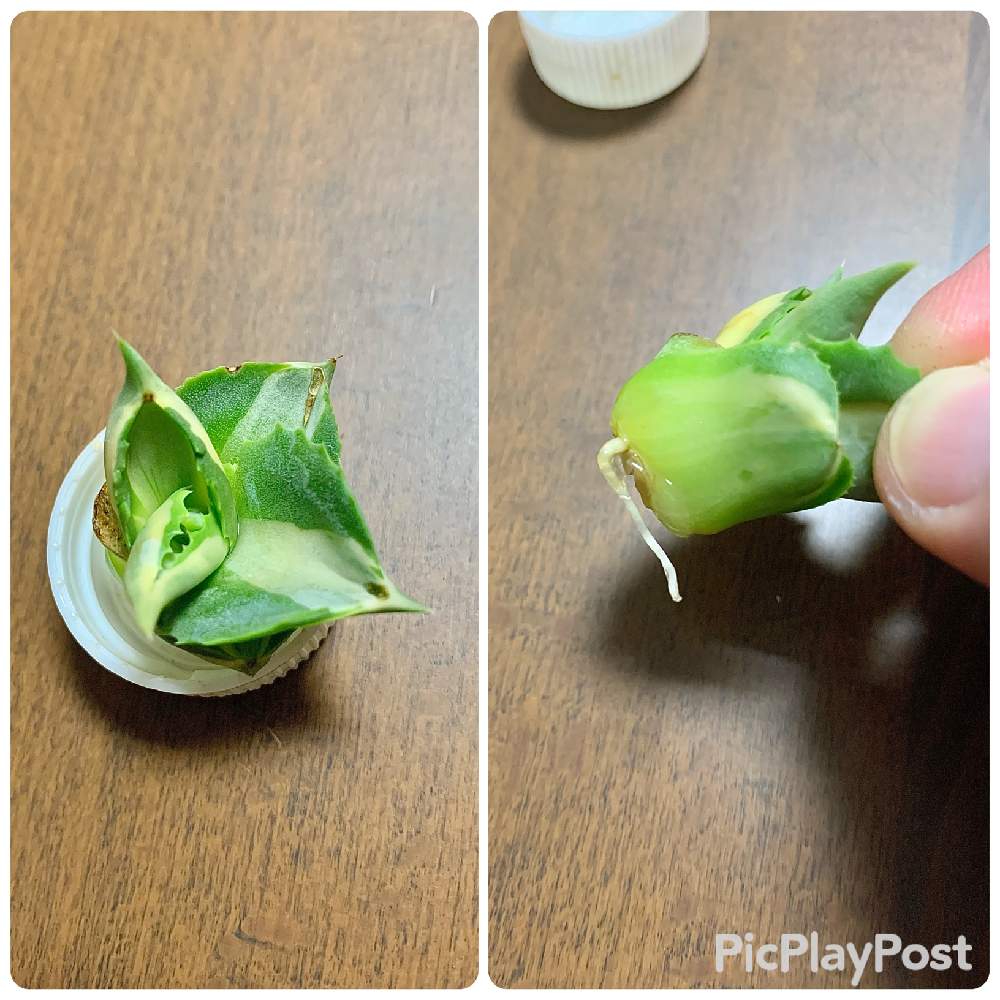 の画像 by 南波先生さん | 王妃雷神錦とno green no lifeとおれのアガベとビバ発根!と植欲の秋とbotanical lifeと成長記録と子株と太陽が恋しいと珍奇植物ととげとげとGS沖縄支部とアガベ属と生きろ、そなたは美しいとお部屋と観葉植物-2020