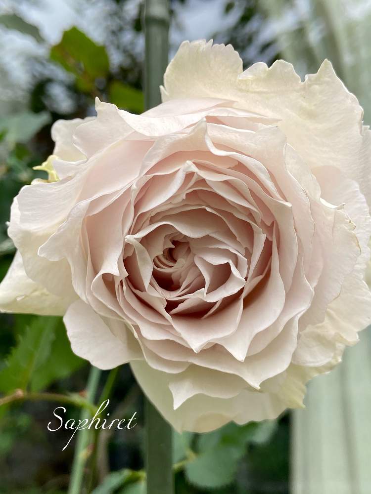 小さな庭の画像 by kyonekoさん | 小さな庭とバラ サフィレットとばら バラ 薔薇と薔薇愛同盟とナチュラルガーデンとおうち園芸とバラ 鉢植えと河本ローズと可愛いと花のある暮らしとロザリアンとみてみて~2020~とチーム・ブルーと青い花マニアと青薔薇マニアとチーム・ブルーNo.046