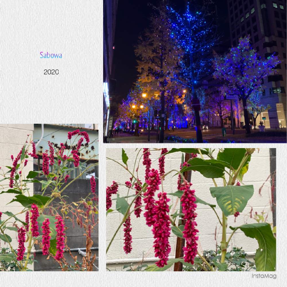 お出かけ先の画像 by サボワさん | お出かけ先とオオケタデと無加工と癒やしの植物とグリーンライフ♡とお花大好き♡と生活に草花とボタニカル・ライフと美しい植物と新型コロナウィルスに負けるなと可愛いお花と綺麗なお花❤とコロナに負けるな!と花壇・植え込みと毎日の癒しと緑のある暮らしと花のある暮らしとお花のある生活と緑のある生活と外出先