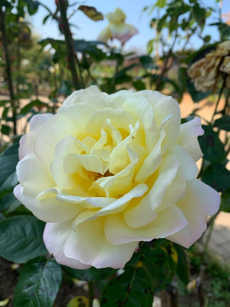 お出かけ先の画像 by のりりんさん | お出かけ先と薔薇 ピースとばら バラ 薔薇とHappyな気分と美しいと黄色の花と花のある暮らしと幸せな時間