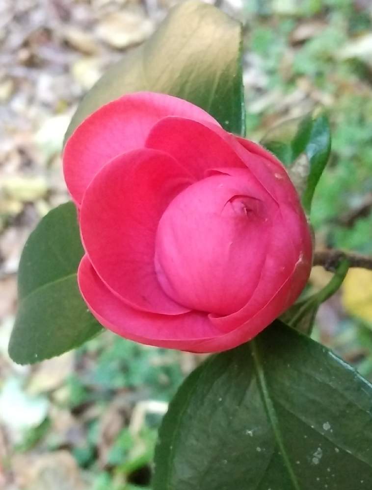 の画像 by 道標さん | 恋するツバキと穏やかな時間と半日陰と濃いピンク色の花とお散歩道と可愛い花と色艶やかと秋の深まりと晩秋と恋する乙女
