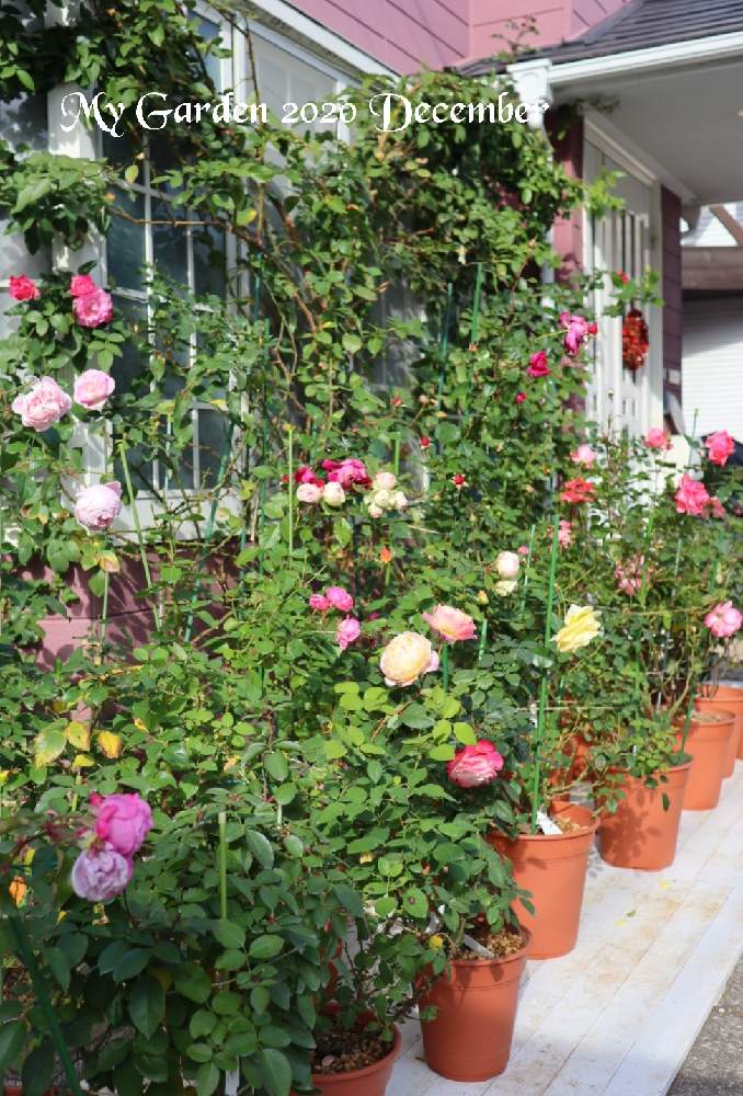 の画像 by モコママさん | 薔薇♪とバラを楽しむとばら バラ 薔薇