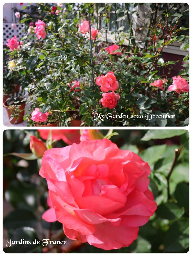 の画像 by モコママさん | 薔薇♪とバラを楽しむとばら バラ 薔薇