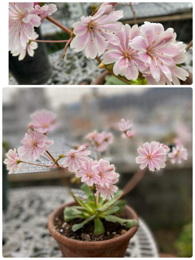 の画像 by ピコット☆さん | レウィシアと花のある暮らしとGSのみなさんに感謝♡とお花に癒されてとコロナに刃を⚔鬼滅党とレウィシア大好き