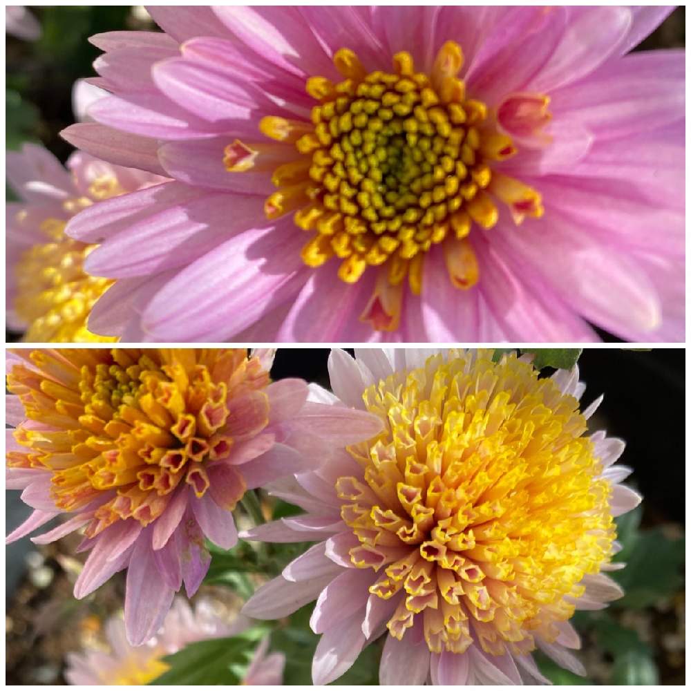 小さな庭の画像 by michi!さん | 小さな庭とキク(菊の花)と花のある暮らしと小さな庭からとミッチの会