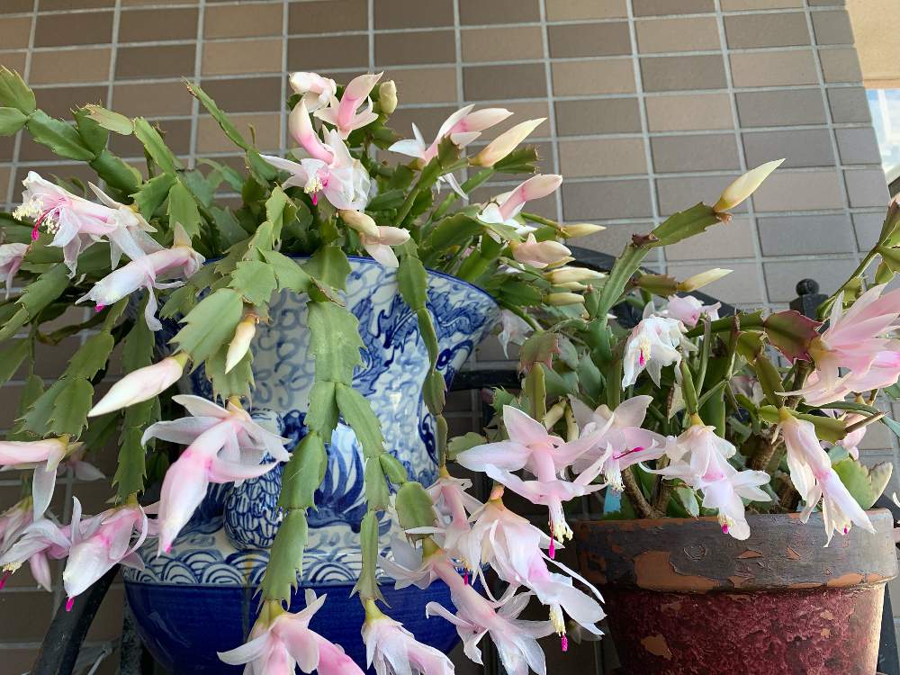 バルコニー/ベランダの画像 by ジャスミンさん | バルコニー/ベランダとシャコバサボテンの花