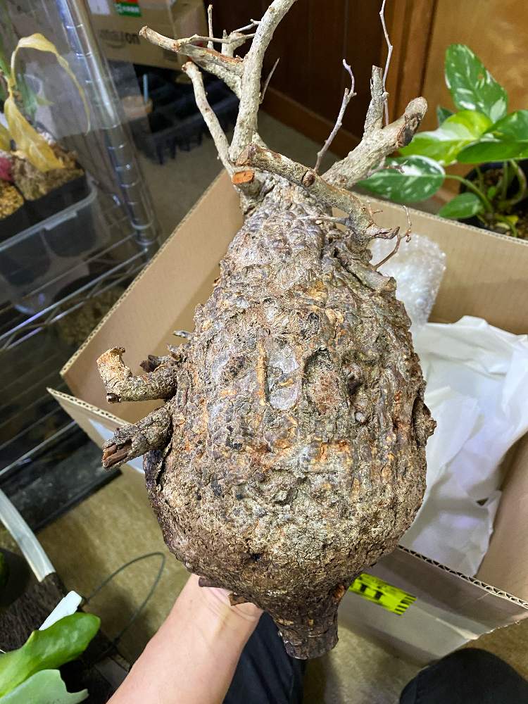 部屋の画像 by いろはさん | 部屋とオペルクリカリアとオペルクリカリア パキプスとコーデックスと植中毒とオペルクリカリア属とウルシ科と珍奇植物とビザールプランツ