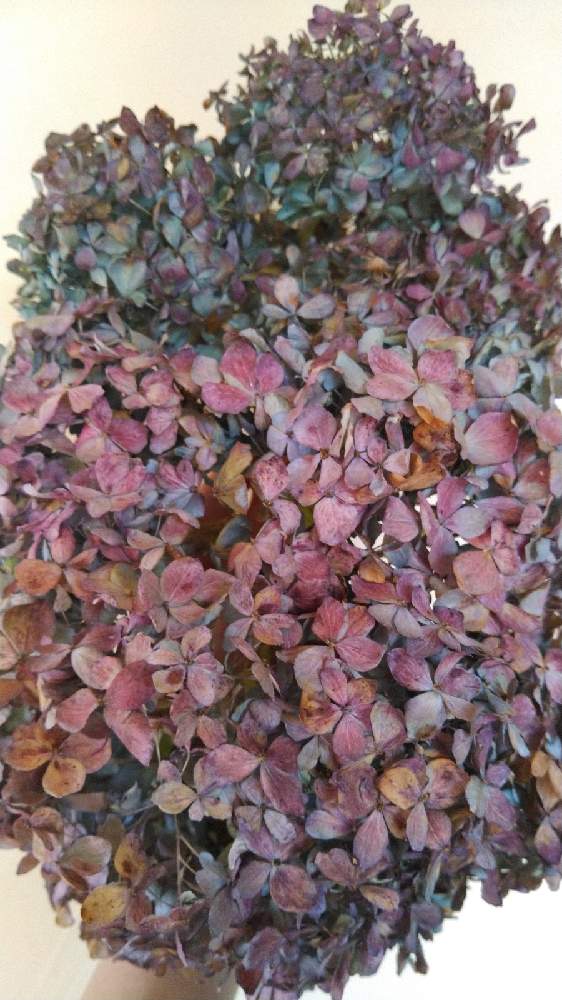 広い庭の画像 by 3月になったら本気出す‼️鬼ヤドカリさん | 広い庭とドライフラワーと紫陽花 アジサイ あじさいと雑木林に住んでる