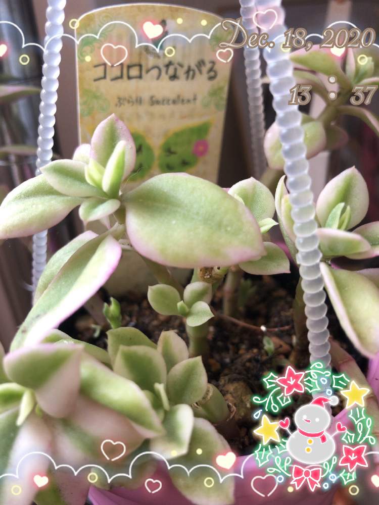 窓辺の画像 by らぶさん | 窓辺とベビーサンローズ(斑入り)と多肉植物初心者と多肉植物と北海道タニラーとホームセンターの多肉と多肉女子とアプテニア属と花のある暮らし