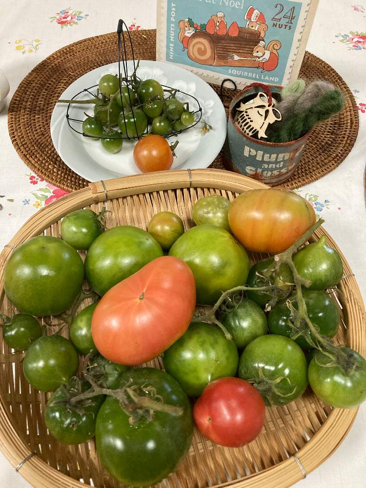 部屋の画像 by もふもふさん | 部屋とミニトマトと 中玉トマトとスマホ撮影とプチ家庭菜園と家庭菜園とおうちde菜園と種からと花のある暮らしと山梨県