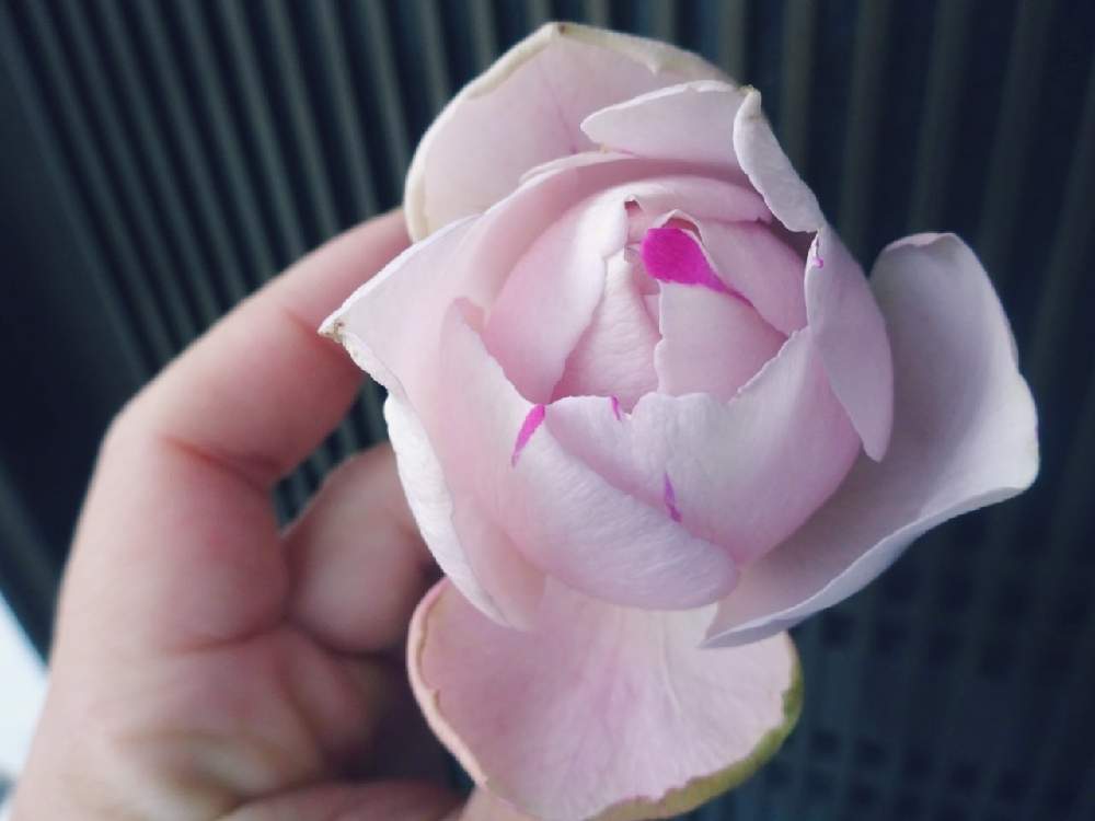 玄関の画像 by ☆きらまる☆さん | 玄関とピンク同盟と薔薇愛同盟と薔薇男子と薔薇に魅せられてと薔薇と暮らすとB型と365日薔薇と暮らすとバラのある暮らしと今日の一枚とたまらん!と花のある暮らしとテンション⤴︎とロザリアンとバラを楽しむとピンクハンターとシボラー