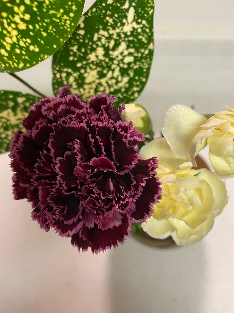 キッチンの画像 by mikiteyさん | キッチンとスタンダードカーネションとお花のある暮らしとキッチンカウンターと小さなはなと観葉植物がスキと緑のなかに癒し有り