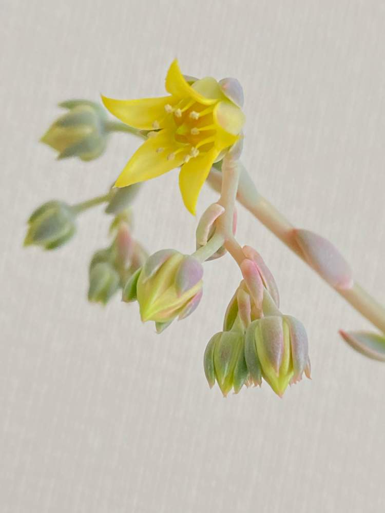 棚の画像 by とちさん | 棚と多肉植物とみどりのある暮らしとおうち園芸と多肉生活と花のある暮らし