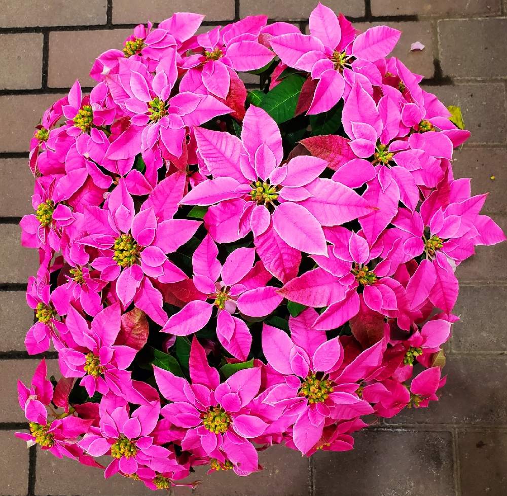 お出かけ先の画像 by 美桜さん | お出かけ先とプリンセチアとスマホ撮影とこんな時こそ花をとGSのみなさんに感謝♡とホームセンターと癒されます♥とピンクのはなと欲しい