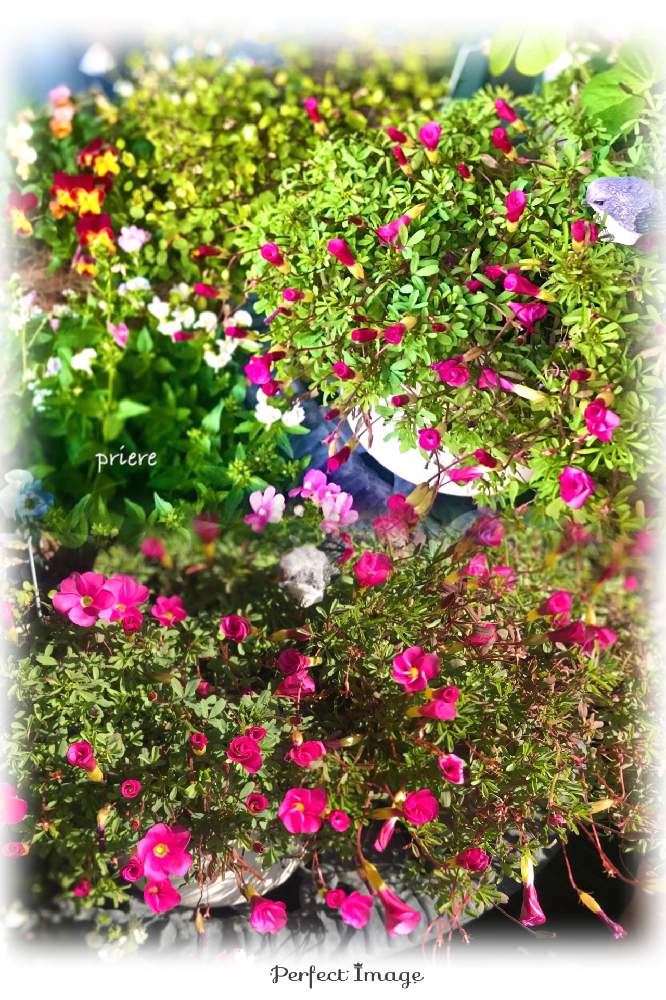 の画像 by プリエレさん | 花のある暮らしとキュートとGSアダルトチームとおうち園芸