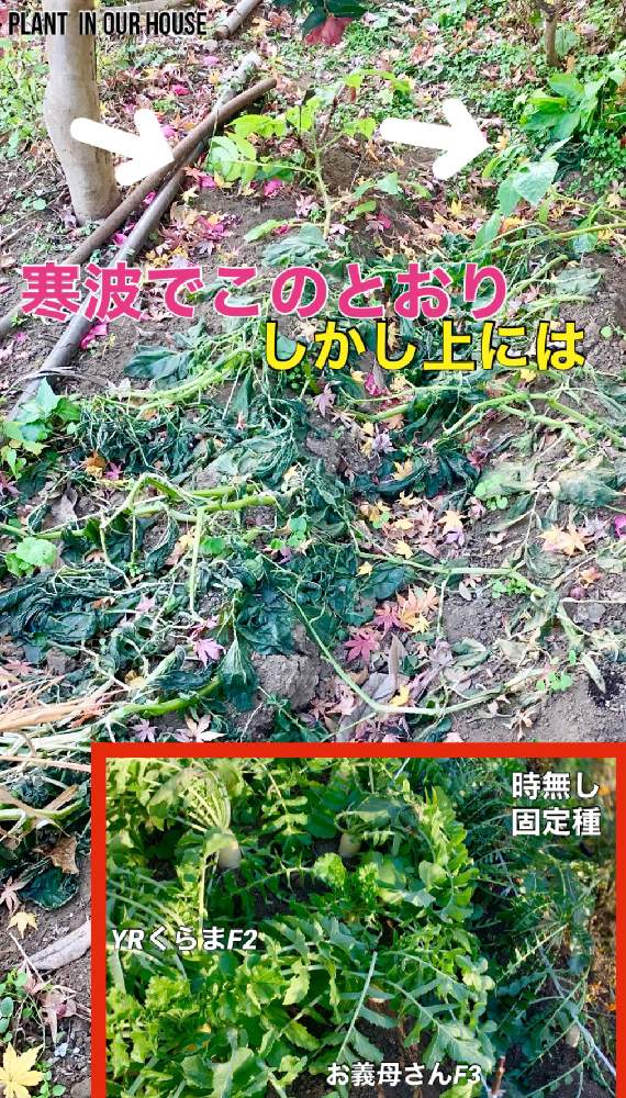 の画像 by kane flowerさん | ジャガイモとダイコンと時無し大根とお義母さんからの種F3とYRくらまF2と固定種と家庭菜園とおうちde菜園と無農薬 無施肥と種からと寒い〜と2020 K.F家庭菜園と私畑と中ぐらいの庭と埼玉県と自家製野菜と無農薬有機栽培と無農薬 無化学肥料栽培とK.F家庭菜園