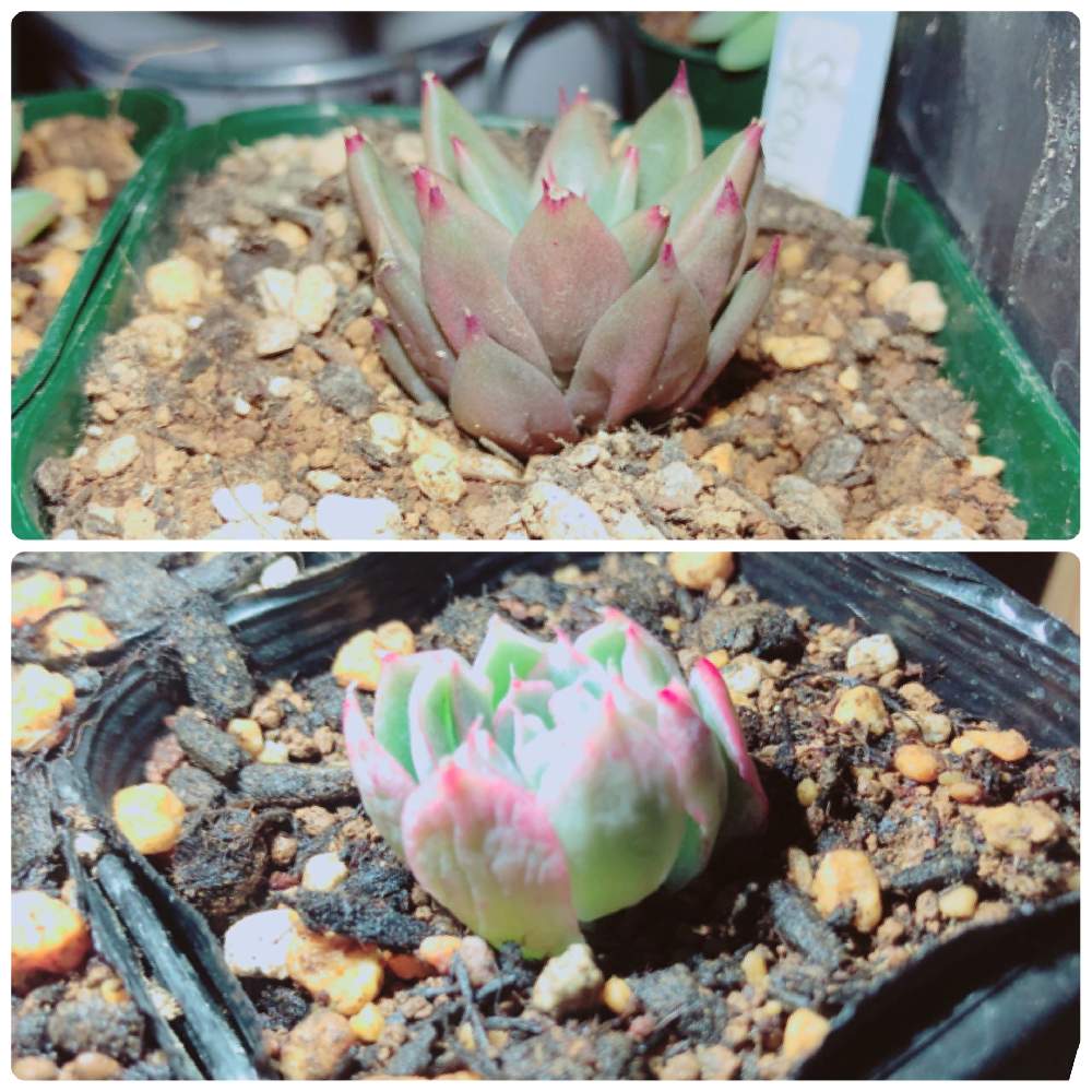 の画像 by ぬーさん | 多肉植物とメモと#自己満日記と多肉小屋と訳わからんとみずやりと自然にお任せと大いに自己満とおうち園芸と初心者日記とタニ友募集と多肉友達募集中と多肉生活と大いに自己満と記録用